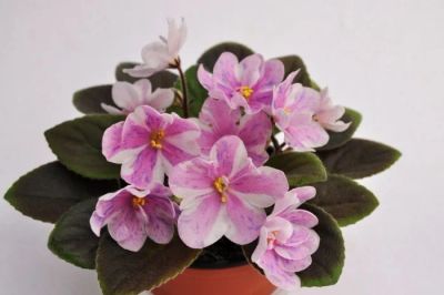 Лот: 3825074. Фото: 1. Ness'Spring Blush фиалка химера. Горшечные растения и комнатные цветы