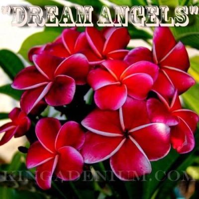 Лот: 8425694. Фото: 1. плюмерия Dream angels 2 шт. семена. Горшечные растения и комнатные цветы