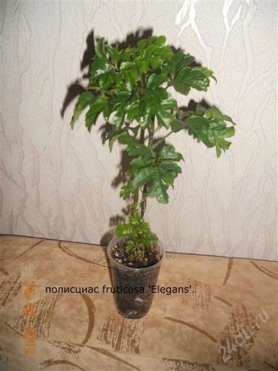Лот: 1559455. Фото: 1. полисциас fruticosa 'Elegans'. Горшечные растения и комнатные цветы