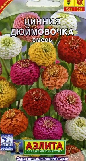 Лот: 7457865. Фото: 1. Рассада низкорослой циннии "Дюймовочка... Садовые цветы