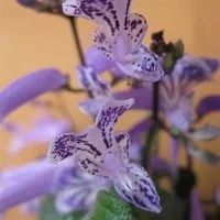Лот: 9258486. Фото: 1. Плектрантус 'Mona Lavender' (комнатная... Горшечные растения и комнатные цветы