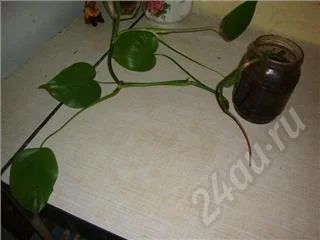 Лот: 438596. Фото: 1. отдам отросток. Горшечные растения и комнатные цветы