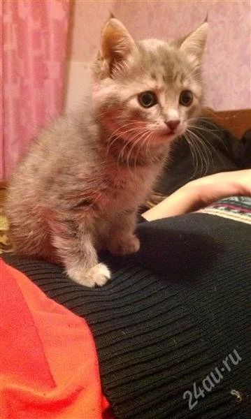 Лот: 1499987. Фото: 1. Котенок (девочка). Кошки, котята