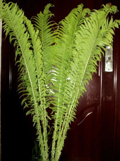 Лот: 7690278. Фото: 1. папоротник садовый. Другое (растения и животные)