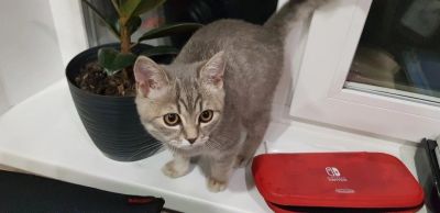 Лот: 12126617. Фото: 1. Отдам котенка в хорошие руки. Кошки, котята