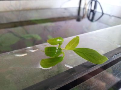 Лот: 7540256. Фото: 1. Анубиас узколистный (2). Водные растения