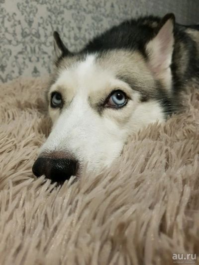 Лот: 10759016. Фото: 1. Хаски 3. Собаки, щенки