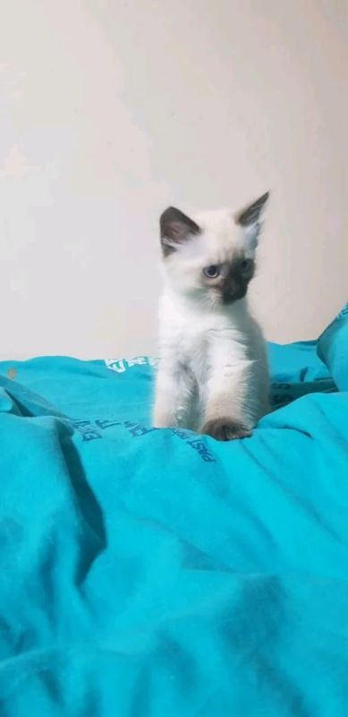 Лот: 12874633. Фото: 1. Отдам Котика. Кошки, котята