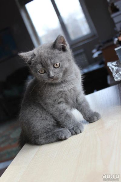 Лот: 9646078. Фото: 1. Продам шикарных котят (шотландские... Кошки, котята
