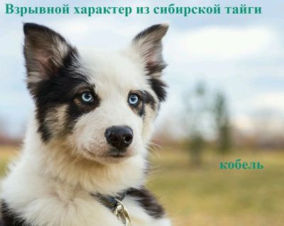 Лот: 12717235. Фото: 1. Якутская лайка. Кобель. Взрывной... Собаки, щенки