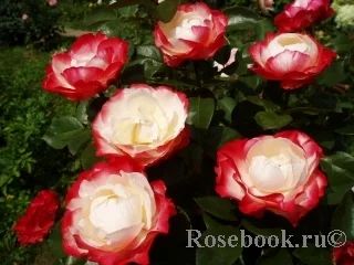 Лот: 7244320. Фото: 1. Саженцы роз.Чайно-гибридные. Садовые цветы