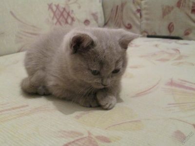 Лот: 5683653. Фото: 1. Шотландские плюшевые котята. Кошки, котята