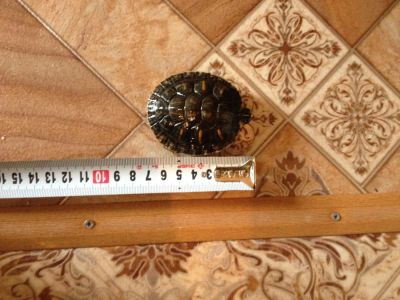 Лот: 4464133. Фото: 1. Продам красноухую и желтоухую... Другое (аквариумистика)