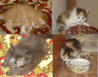 Лот: 1239690. Фото: 1. Отдам котят. Кошки, котята
