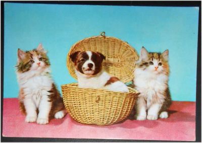 Лот: 7885396. Фото: 1. Открытка Коты, котята, котики... Открытки, конверты