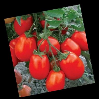 Лот: 8553826. Фото: 1. Семена томатов из частной коллекции... Овощи