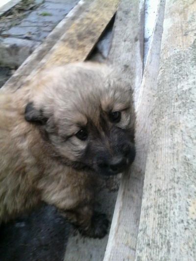 Лот: 11321039. Фото: 1. Девочка 1,5 мес. помесь овчарка. Собаки, щенки