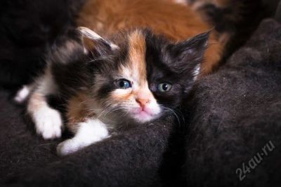 Лот: 5676922. Фото: 1. Котенок девочка. Помесь девон-рекса... Кошки, котята