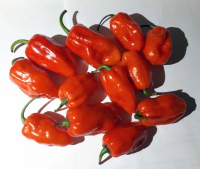 Лот: 12045967. Фото: 1. Семена Habanero Gambia Red, Хабанеро... Декоративные кустарники и деревья