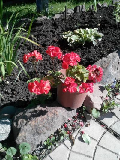 Лот: 8182465. Фото: 1. герань красавица красная, возможен... Садовые цветы