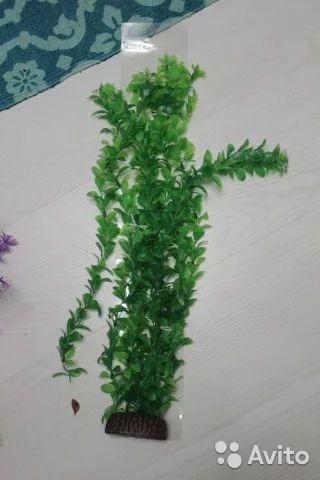 Лот: 6085627. Фото: 1. Водоросли новые. Грунты, украшения, наполнения