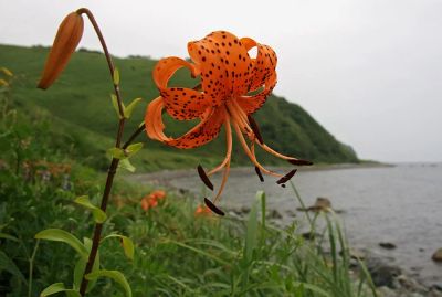 Лот: 7733610. Фото: 1. Лилия ланцетолистная (Lilium lancifolium... Садовые цветы