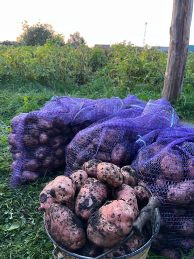 Лот: 20757125. Фото: 1. Деревенский картофель сорта Ред... Картофель