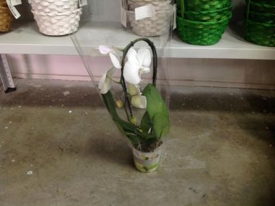 Лот: 7992513. Фото: 1. Орхидея фаленопсис каскад лот... Горшечные растения и комнатные цветы