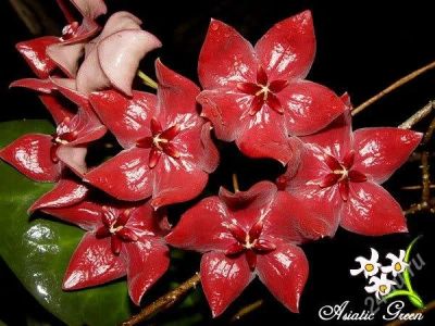 Лот: 2486853. Фото: 1. Hoya megalaster. Горшечные растения и комнатные цветы