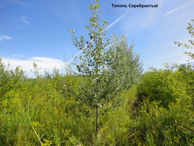 Лот: 8193754. Фото: 1. Тополь серебристый. Всё для ландшафта