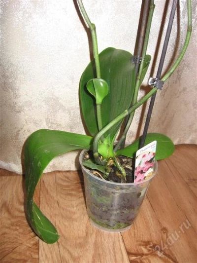 Лот: 810957. Фото: 1. Орхидея Фаленопсис фиолетовая. Горшечные растения и комнатные цветы