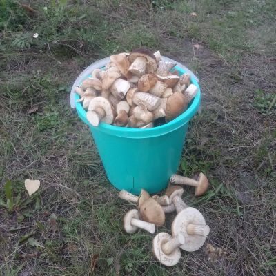Лот: 14561658. Фото: 1. Грибы подберёзовики 10л. Грибы