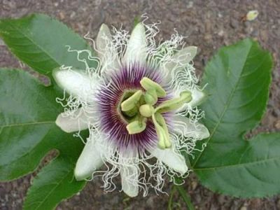 Лот: 8168968. Фото: 1. Пассифлора Эдулис (Passiflora... Горшечные растения и комнатные цветы