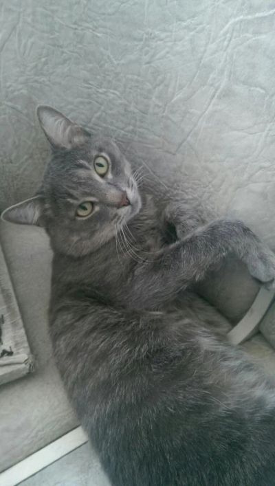Лот: 5340462. Фото: 1. Серый кот. Кошки, котята