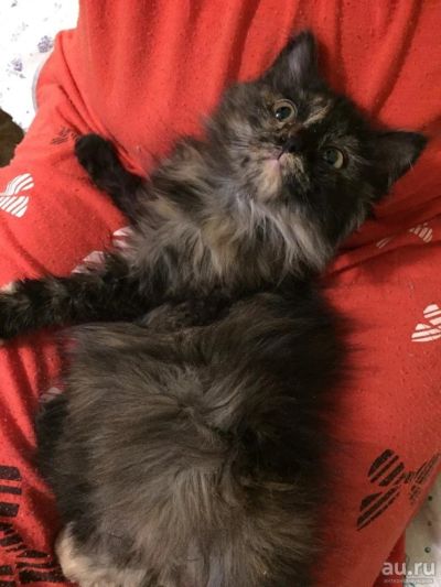Лот: 11260125. Фото: 1. Милый Котёнок. Кошки, котята