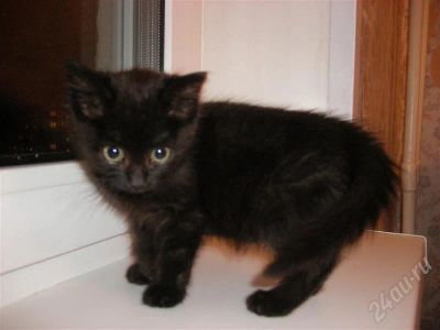 Лот: 628308. Фото: 1. Отдам маленькую кошечку. Остальные животные