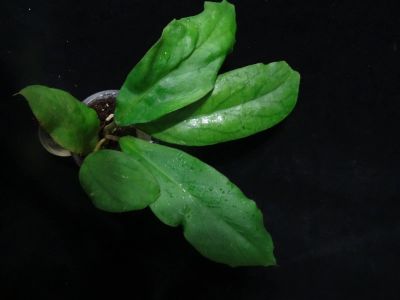 Лот: 16410277. Фото: 1. Хойя-Hoya cv. Golden Eye. Горшечные растения и комнатные цветы