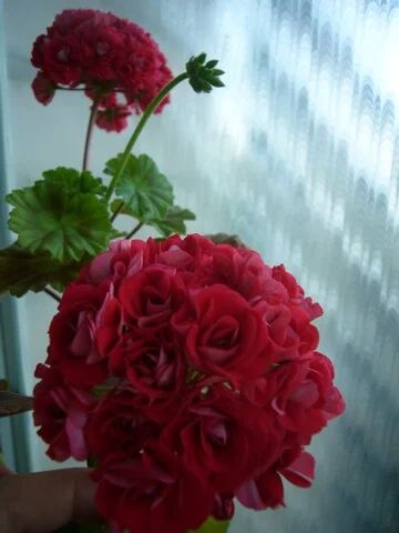 Лот: 3827777. Фото: 1. Герань розебудная-укорененный... Горшечные растения и комнатные цветы