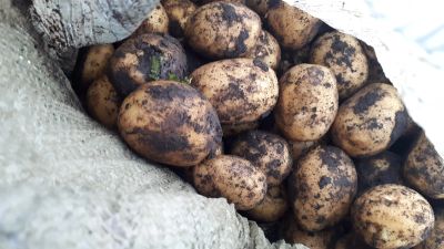 Лот: 14486242. Фото: 1. Картошка нового урожая бесплатно... Картофель