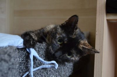 Лот: 16556533. Фото: 1. Кошечка фенотип бобтейла. Кошки, котята