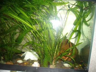 Лот: 1932790. Фото: 1. продам или поменяю Cryptocoryne... Водные растения