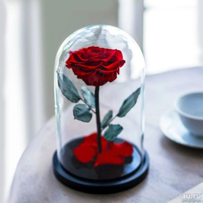 Лот: 15307384. Фото: 1. Роза в колбе. Красная. Размер... Свежие цветы