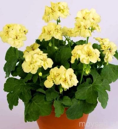 Лот: 8432385. Фото: 1. пеларгония желтая First Yellow. Горшечные растения и комнатные цветы