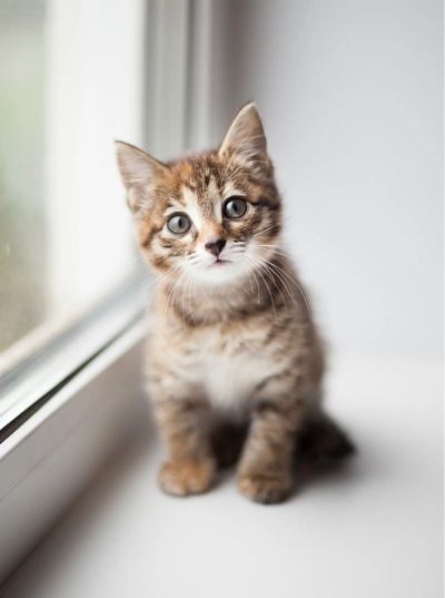 Лот: 13933669. Фото: 1. Отдам котенка в добрые руки!. Корма