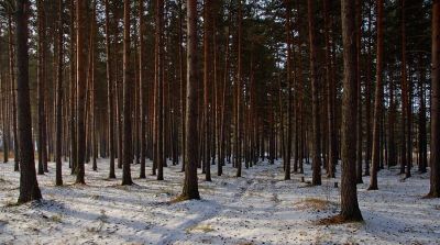 Лот: 5190536. Фото: 1. Участок, п.Молодёжный, 12 соток. Земельные участки