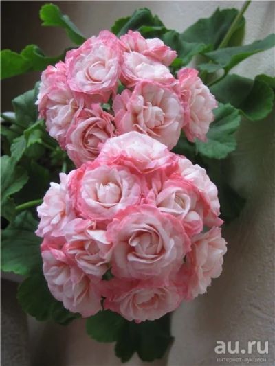 Лот: 17675385. Фото: 1. Сортовая пеларгония Fisher Appleblossom. Горшечные растения и комнатные цветы