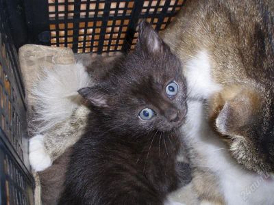 Лот: 945681. Фото: 1. Котенок 1,5. Остальные животные