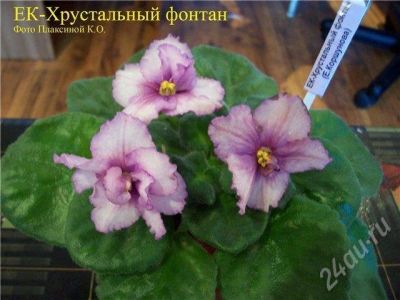Лот: 609899. Фото: 1. Лист Фиалки ЕК Хрустальный Фонтан. Горшечные растения и комнатные цветы