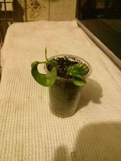 Лот: 8139759. Фото: 1. Фикус Баррок Вортекс (1). Горшечные растения и комнатные цветы