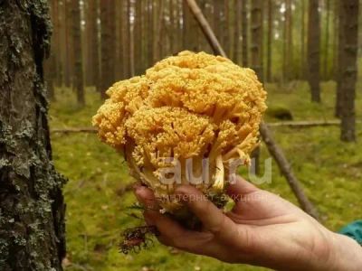Лот: 25776304. Фото: 1. Отварные заморозка кудряши(оленьи... Грибы